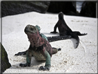 foto Flora e la fauna della Isole Galapagos